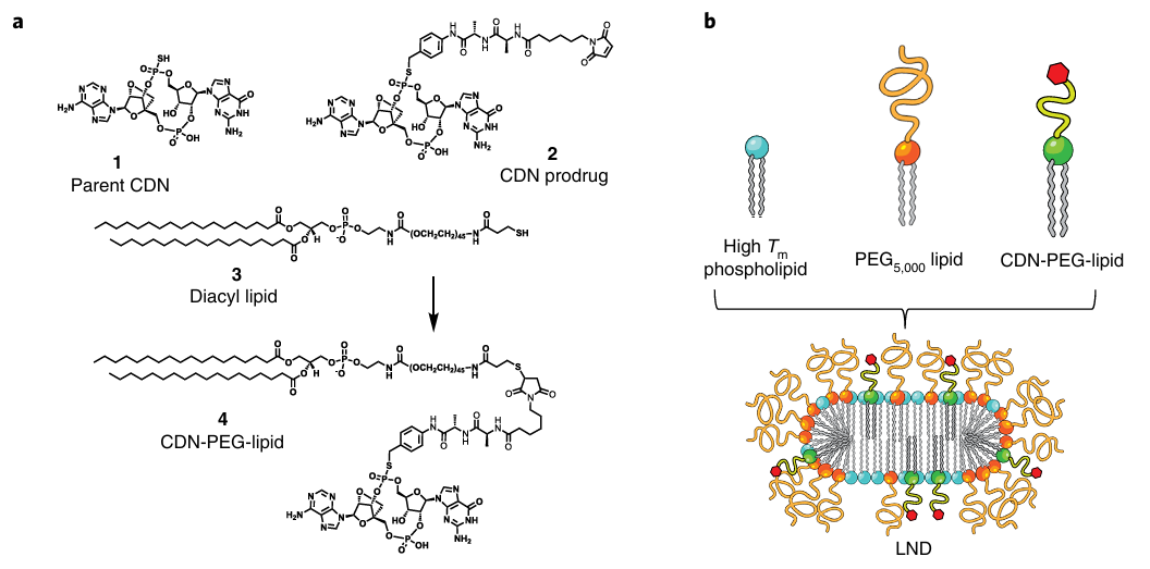 LNDs carrying CDN-PEG-lipid exhibited more efficient penetration of tumours.
