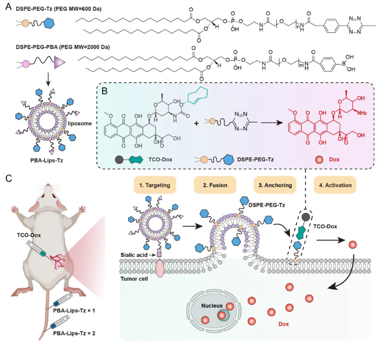 A High-Efficiency Bioorthogonal Tumor-Membrane Reactor.