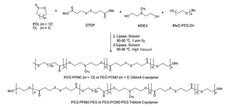 Enzymatic PEG-Poly for Efficient Antitumor Treatment.