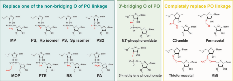 Figure 3. The PO linkage of the backbone can be changed, including the nonbridging O atom, 3&rsquo;-bridging O atom and total PO linkage.