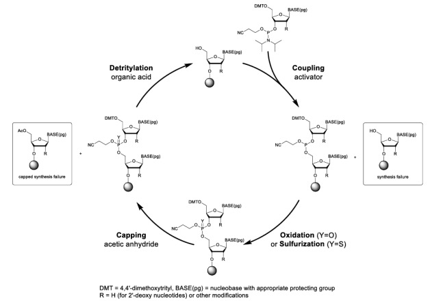 Figure 2. Oligonucleotide synthesis cycle.