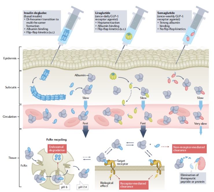 Fig1.The Mechanism of Action of Fatty Acid Derivatization