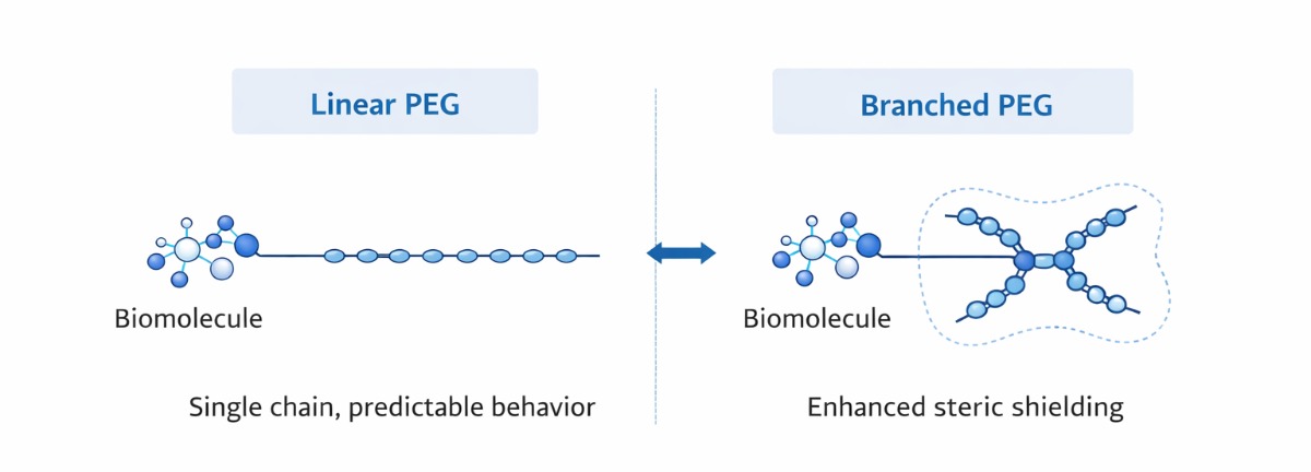Diagram: Linear vs. branched PEG structures and steric shielding effect