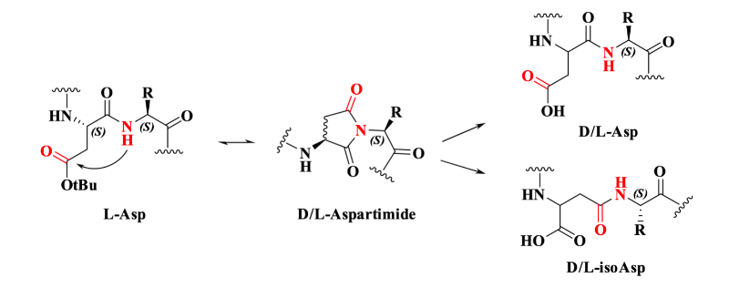 Fig2. Mechanism of Aspartimide Formation.